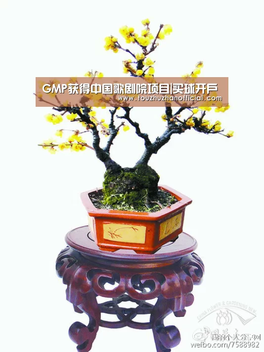 GMP获得中国歌剧院项目|买球开户(图2) 买球appapp